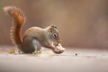 Картинка животные белки белка