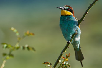 обоя животные, щурки , пчелоеды, птичка