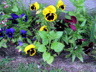 Картинка цветы анютины+глазки+ садовые+фиалки разноцветные