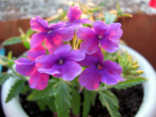 Картинка цветы вербена лиловый