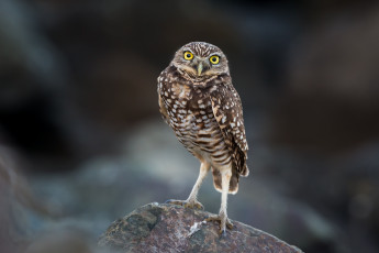 Картинка животные совы сова