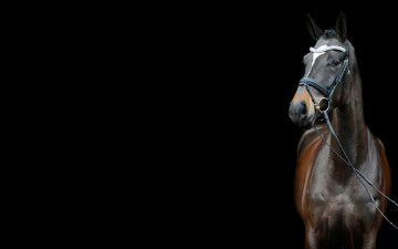 Картинка животные лошади лошадь уздечка