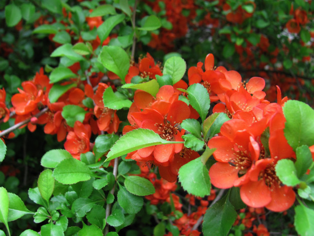 Обои картинки фото цветы, айва, алый