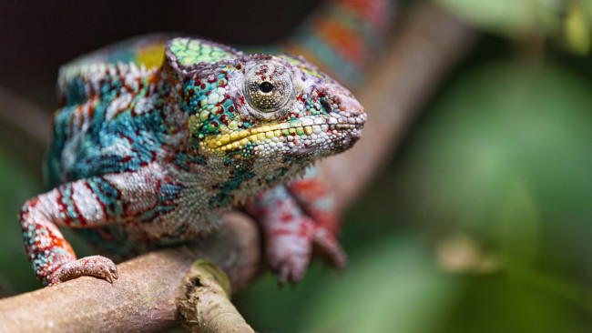 Обои картинки фото хамелеон, животные, хамелеоны, фауна, дикая, природа, рептилия