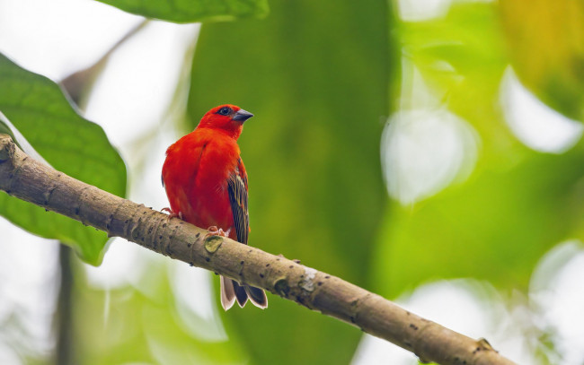 Обои картинки фото мадагаскарский фоди, животные, птицы, мадагаскарский, фоди, птица, природа, фауна, дерево