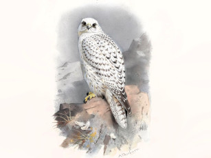 Картинка рисованное archibald+thorburn сокол скалы