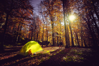 Картинка разное люди человек турист палатка осень лес
