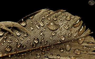 обоя разное, перья, роса, капли