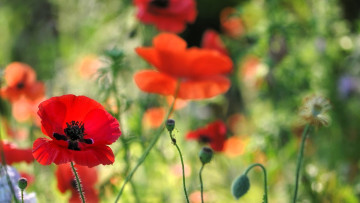 обоя цветы, маки, красные, бутоны