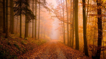 Картинка природа дороги лес осень дорога туман листья