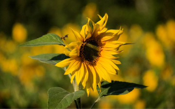 обоя цветы, подсолнухи, подсолнух, пчела
