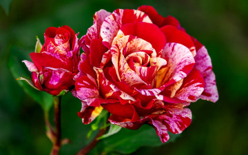 обоя цветы, розы, бутон