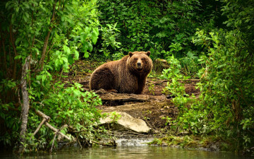 обоя животные, медведи, медведь, бурый, река, лес