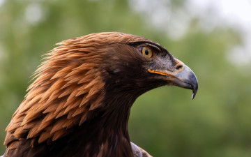 обоя животные, птицы - хищники, орел, голова, беркут