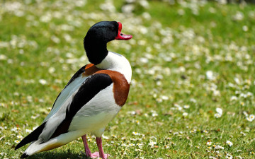 обоя животные, утки, утка, луг, трава, цветы