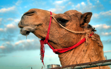 обоя животные, верблюды, верблюд, голова, уздечка