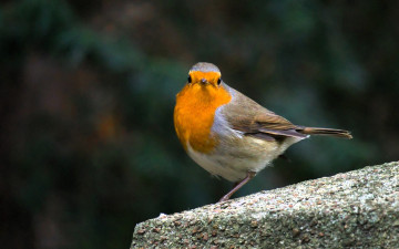 обоя животные, зарянки , малиновки, зарянка, птица, камень