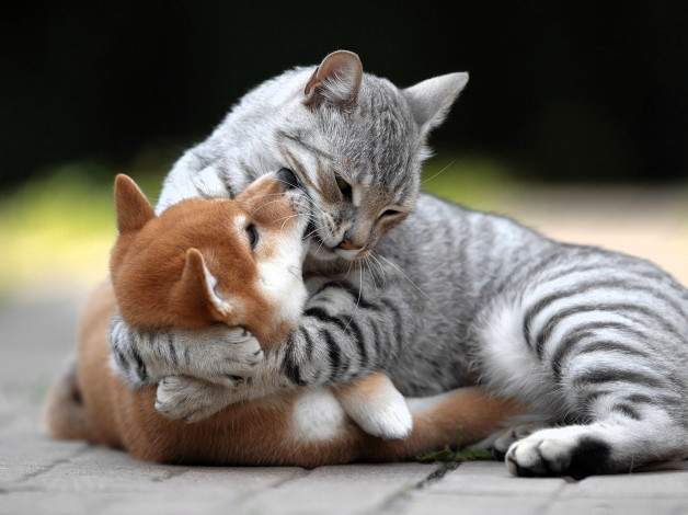 Обои картинки фото животные, разные вместе, кошка, щенок, объятия