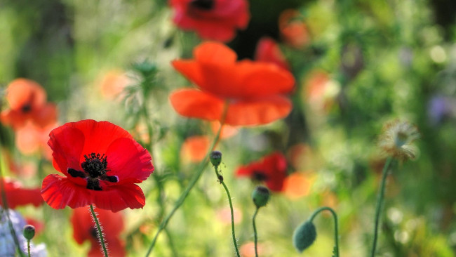 Обои картинки фото цветы, маки, красные, бутоны