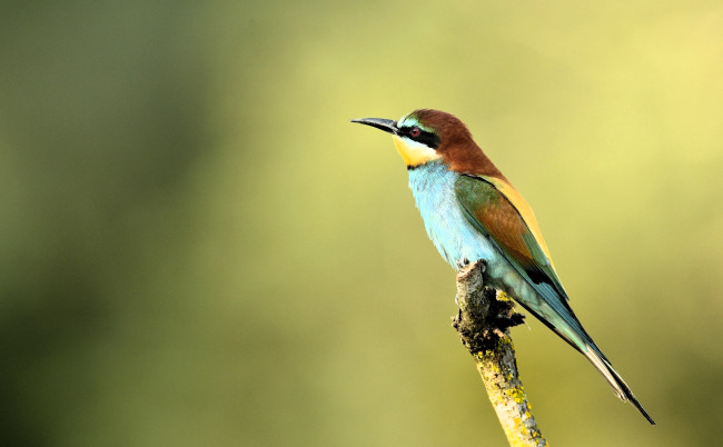 Обои картинки фото животные, щурки , пчелоеды, птица, щурка, сук