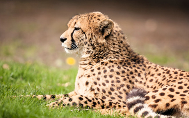 Обои картинки фото животные, гепарды, гепард, трава, лужайка