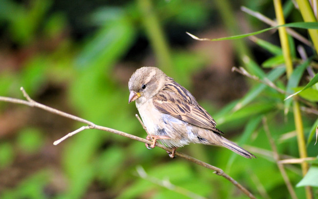 Обои картинки фото животные, воробьи, воробей, ветка, птица, куст