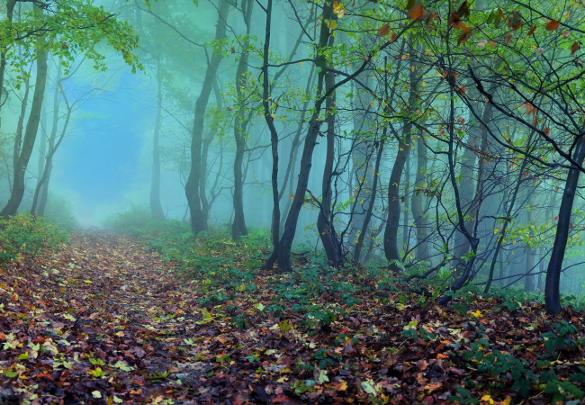 Обои картинки фото природа, лес, осень, листья, деревья, туман