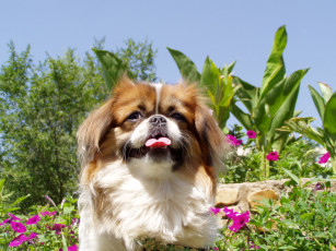 Картинка джерри животные собаки