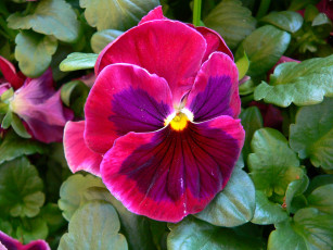 Картинка цветы анютины глазки садовые фиалки