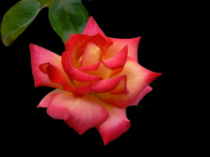 Картинка цветы розы