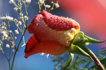 обоя цветы, розы