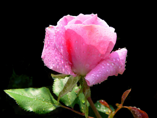 Обои картинки фото цветы, розы