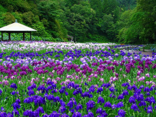 Картинка цветы ирисы