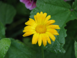 Картинка цветы ромашки