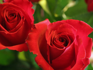 Картинка цветы розы