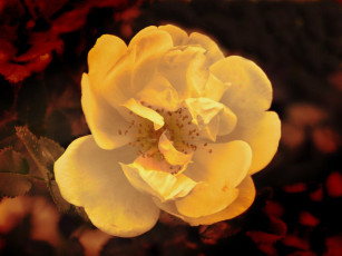 Картинка цветы шиповник