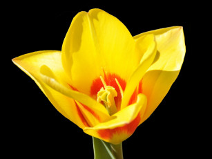 Картинка цветы тюльпаны