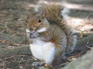 обоя животные, белки