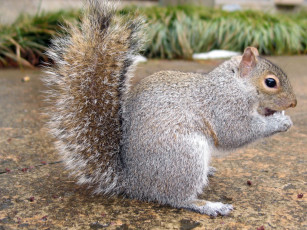 Картинка животные белки