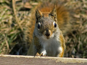 Картинка животные белки