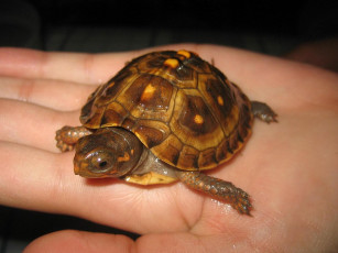 Картинка животные Черепахи