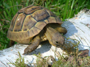 Картинка животные Черепахи