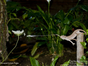 Картинка животные хамелеоны