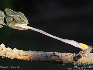 Картинка животные хамелеоны