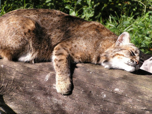 Картинка животные коты