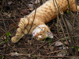 Картинка животные коты