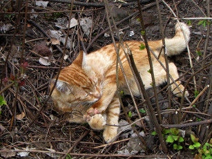 Картинка животные коты