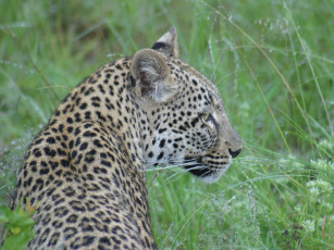 обоя животные, леопарды