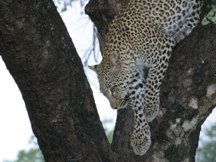 Картинка животные леопарды