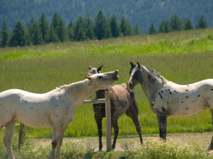 Картинка животные лошади